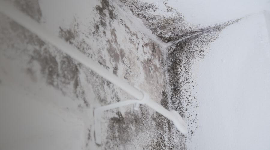 Why choose Ottumwa Mold Specialist for mold removal in Ottumwa, IA